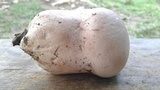 Calvatia craniiformis image