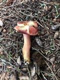 Chalciporus rubinellus image
