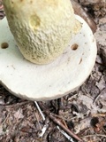 Retiboletus griseus image