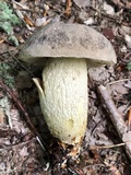 Retiboletus griseus image