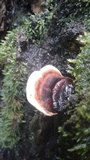 Ganoderma lobatum image