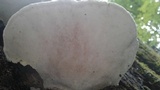 Ganoderma lobatum image