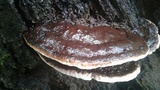 Ganoderma lobatum image