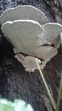Ganoderma lobatum image