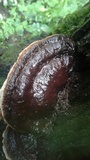 Ganoderma lobatum image