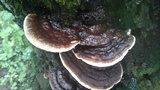 Ganoderma lobatum image