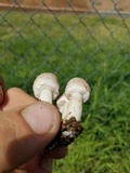 Agaricus micromegethus image