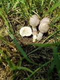 Agaricus micromegethus image