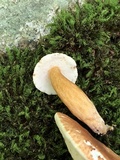 Gyroporus castaneus image