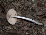 Pluteus thomsonii image