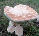 Boletus pallidus image