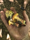 Lanmaoa pseudosensibilis image
