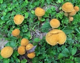 Leccinum rugosiceps image
