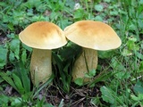 Leccinum rugosiceps image