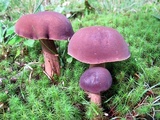 Tylopilus badiceps image