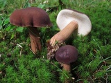 Tylopilus badiceps image
