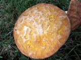 Lanmaoa pseudosensibilis image