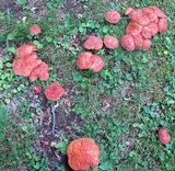 Lanmaoa pseudosensibilis image