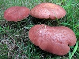 Lanmaoa pseudosensibilis image