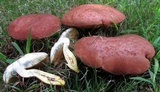 Lanmaoa pseudosensibilis image