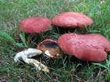 Lanmaoa pseudosensibilis image
