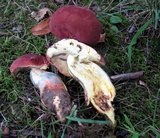 Lanmaoa pseudosensibilis image