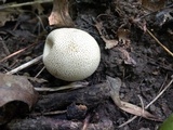 Scleroderma areolatum image