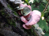 Phlebia incarnata image