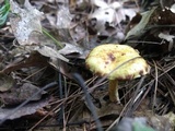 Suillus americanus image