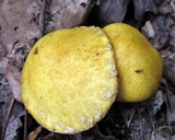 Suillus subaureus image
