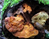 Pycnoporellus fulgens image