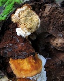 Pycnoporellus fulgens image