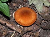 Polyporus radicatus image