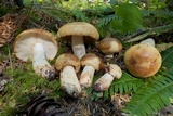 Russula fragrantissima image
