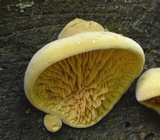 Pseudomerulius curtisii image
