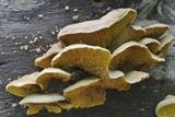 Pseudomerulius curtisii image