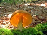 Tricholomopsis decora image