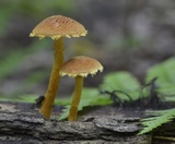 Flammulaster erinaceellus image