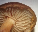 Flammulaster erinaceellus image