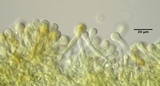 Flammulaster erinaceellus image