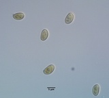 Flammulaster erinaceellus image