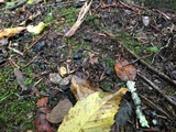Pseudocraterellus calyculus image