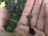 Pseudocraterellus calyculus image