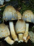 Coprinopsis variegata image