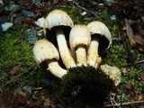 Coprinopsis variegata image
