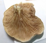 Clitopilus prunulus image