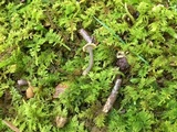 Pseudocraterellus calyculus image