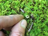 Pseudocraterellus calyculus image