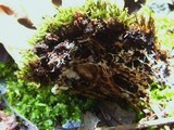 Coprinopsis variegata image