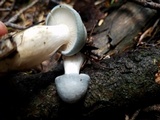 Clitocybe odora image